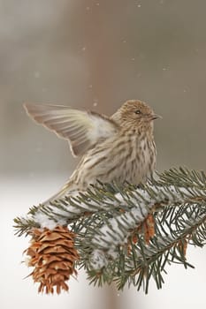 Pine Siskin (Carduelis pinus) sitting on a tree