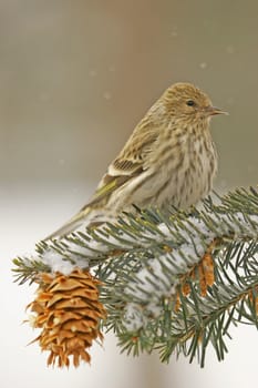 Pine Siskin (Carduelis pinus)