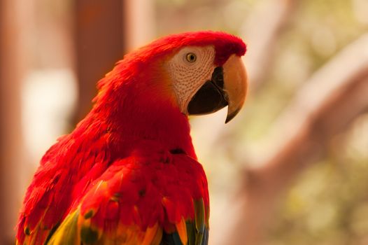 A wild red parrot on the tree