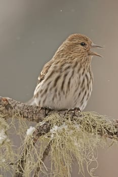 Pine Siskin (Carduelis pinus) sitting on a tree