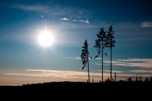 Three pines silhouettes and the sun in one composition