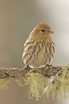 Pine Siskin (Carduelis pinus)