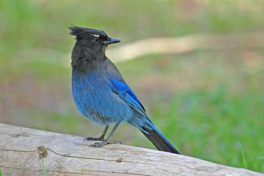 Steller's Jay (Cyanocitta stelleri)