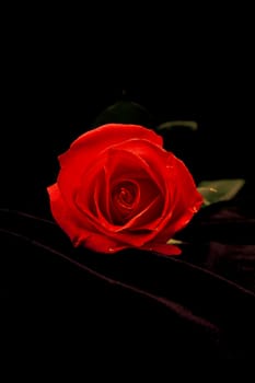 Beautiful red rose on a dark background