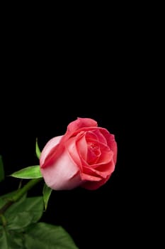 Beautiful red rose on a dark background