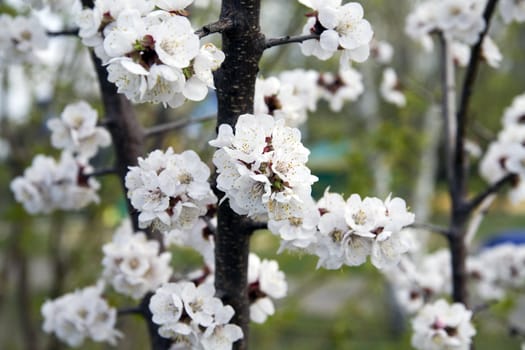 flowering branch of tree is in spring on a blurred background