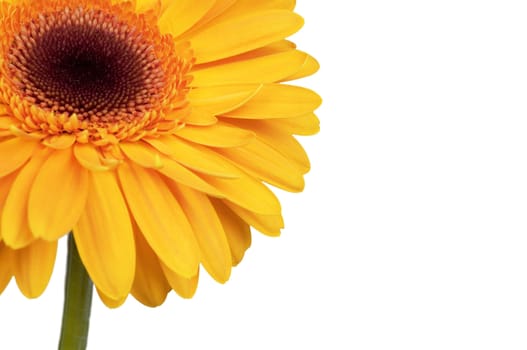 Bright orange flower on a white background