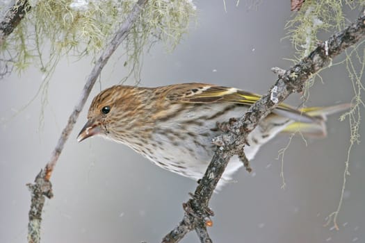 Pine Siskin (Carduelis pinus)