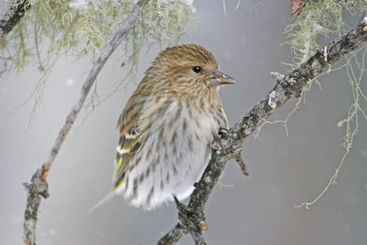 Pine Siskin (Carduelis pinus)