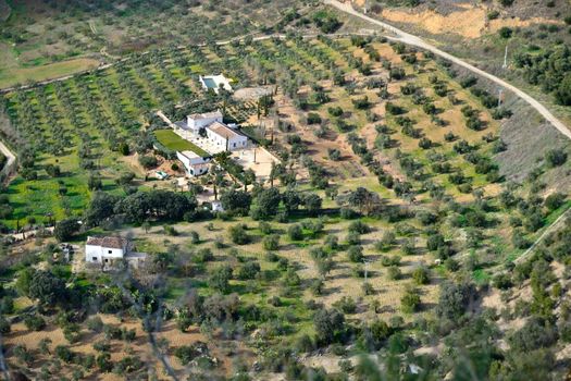 northern slopes of the mountains of Malaga and olive orchard