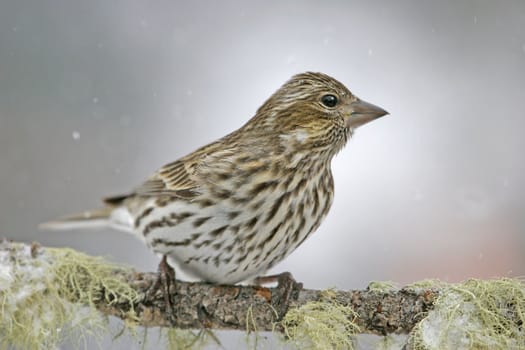 Cassin's Finch female (Carpodacus cassinii)