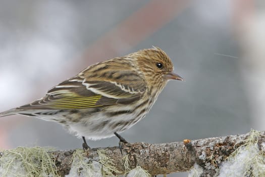 Pine Siskin (Carduelis pinus)