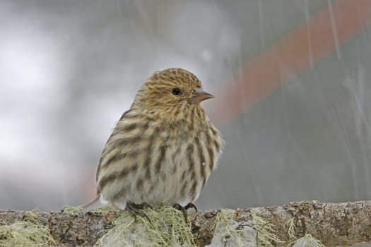 Pine Siskin (Carduelis pinus)