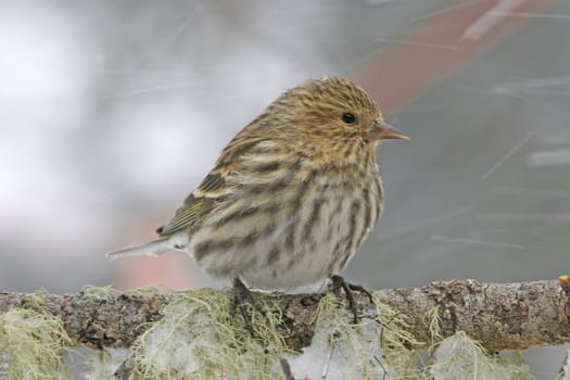 Pine Siskin (Carduelis pinus)