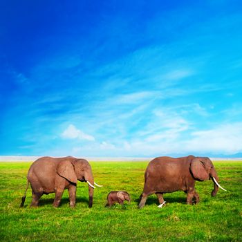 Elephants family on African savanna. Safari in Amboseli, Kenya, Africa