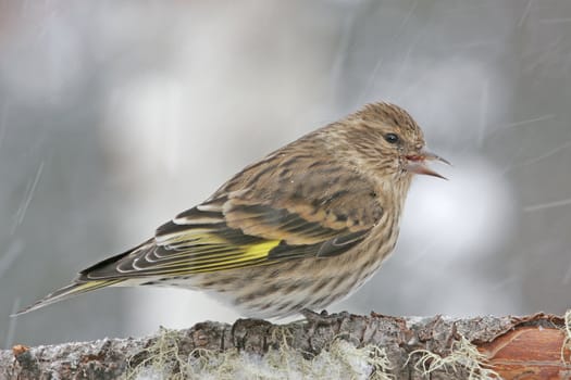 Pine Siskin (Carduelis pinus)