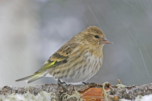 Pine Siskin (Carduelis pinus)