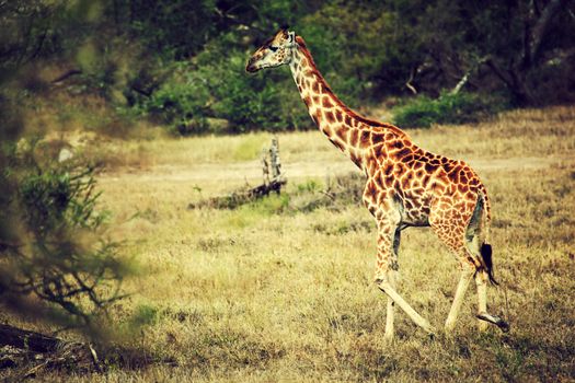 Giraffe on African savanna. Safari in Tanzania