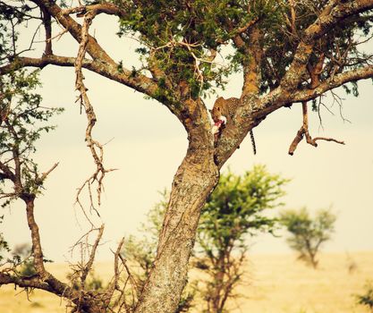 Leopard eating his victim on a tree. Safari in Serengeti, Tanzania, Africa.