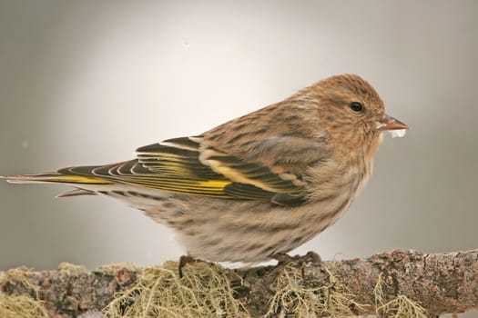 Pine Siskin (Carduelis pinus)