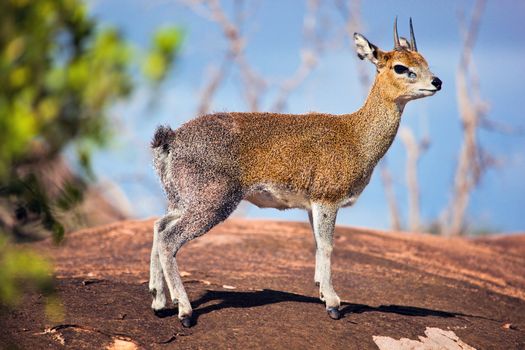 Klipspringer, a small antelope standing on rock. Safari in Serengeti, Tanzania, Africa