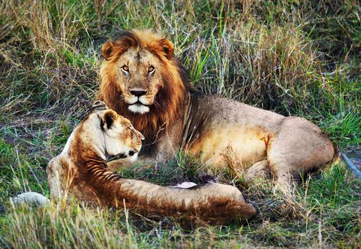 Male lion and female lion - a couple, on savanna. Safari in Serengeti, Tanzania, Africa