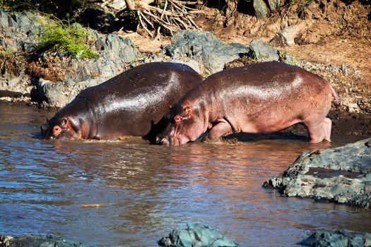 Hippo, hippopotamus walking to the river. Safari in Serengeti, Tanzania, Africa