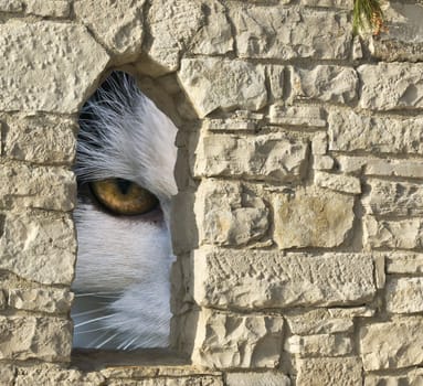 cat lookinh thrue stone wall 