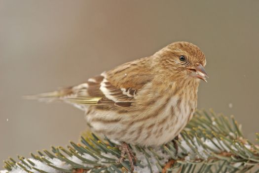 Pine Siskin (Carduelis pinus)