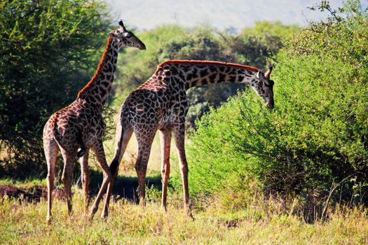 Two Giraffes on savanna eating. Safari in Serengeti, Tanzania, Africa