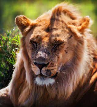 Young adult male lion portrait on savanna. Safari in Serengeti, Tanzania, Africa