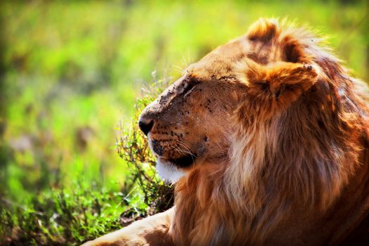 Young adult male lion lying on savanna in grass. Safari in Serengeti, Tanzania, Africa