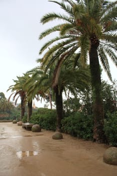 The green palms in the Spain