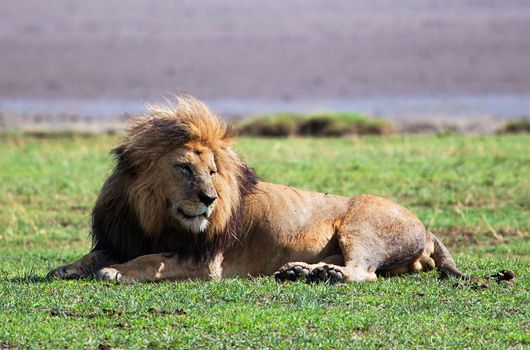 Big male lion on savanna. Safari in Serengeti, Tanzania, Africa