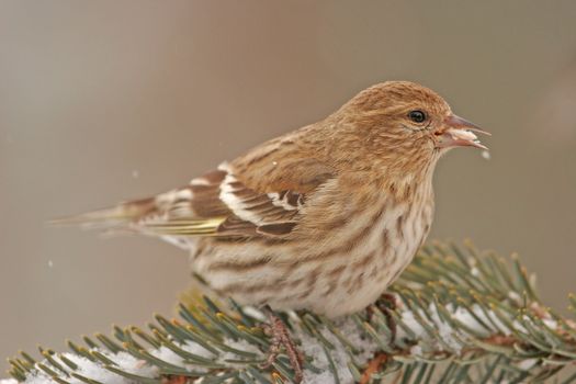 Pine Siskin (Carduelis pinus)