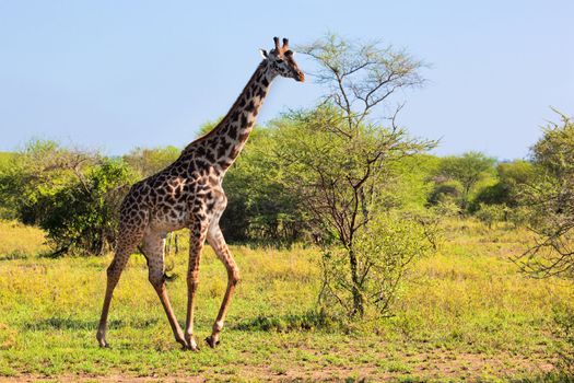 Giraffe on savanna, full view. Safari in Serengeti, Tanzania, Africa