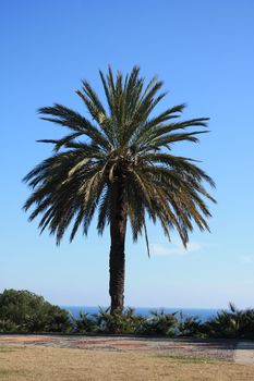 The green and high palm on the beach