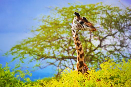Giraffe 's head standing out from the bush. Safari in Tsavo West, Kenya, Africa