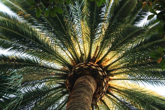 The green and beautiful palm on the beach