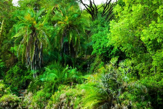 Jungle, bush trees and plants background in Africa. Tsavo West, Kenya