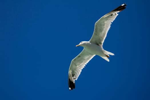 Flying Seagull ijn the blue sky
