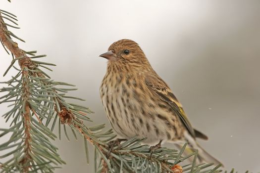 Pine Siskin (Carduelis pinus) sitting on a tree