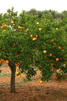 Orange Tree Full Of Fruits