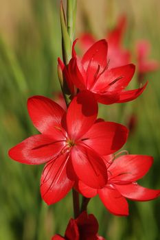 Red lily flowers in full bloom