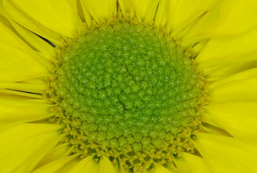 Close up picture of a yellow flower with a green center