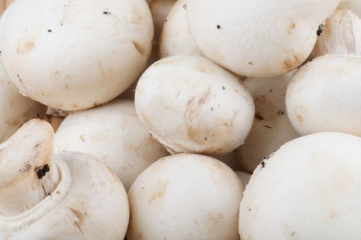 White Champignon Mushroom as background