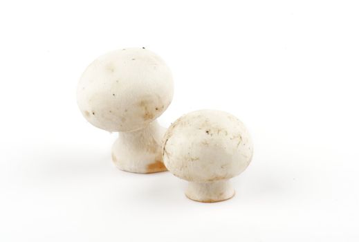White Champignon Mushroom isolated on white background