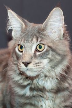 beautiful striped maine coon cat on a black background