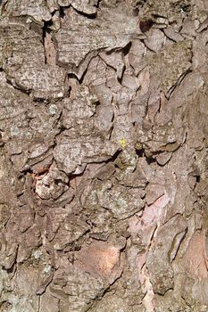 The bark of the tree structure of an old tree