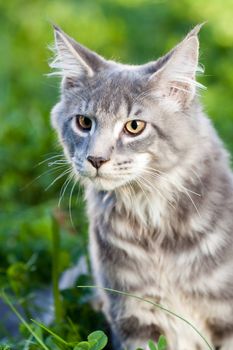 beautiful striped maine coon cat in nature